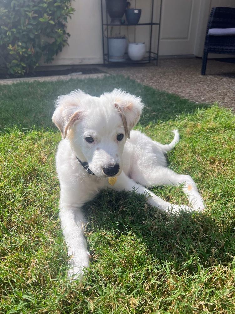 Ross, a Adoptable mixed breed in Richardson, TX image 1/5