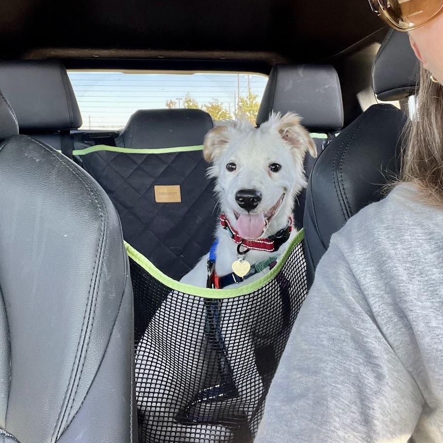 Ross, a Adoptable mixed breed in Richardson, TX image 1/6