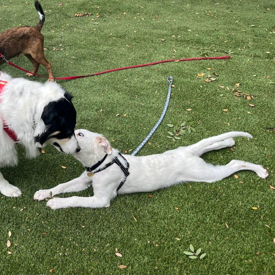 Ross, a Adoptable mixed breed in Richardson, TX image 2/5