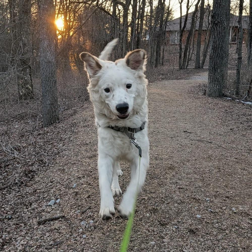 Ross, Adoptable, Young Male Australian Cattle Dog / Blue Heeler & Great Pyrenees.