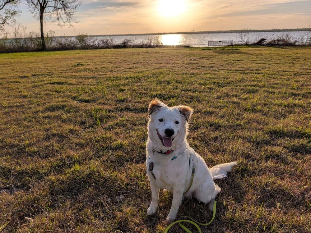 Ross, Adoptable, Young Male Australian Cattle Dog / Blue Heeler & Great Pyrenees.