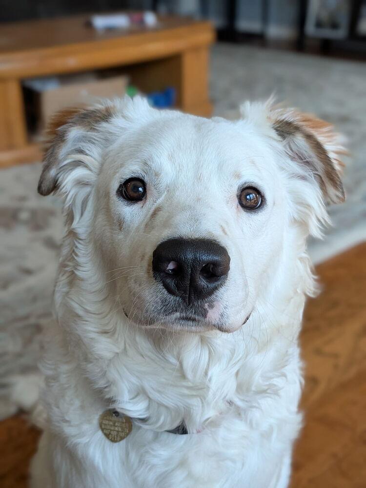 Enlarge Ross, a Adoptable mixed breed in Richardson, TX image 4/6