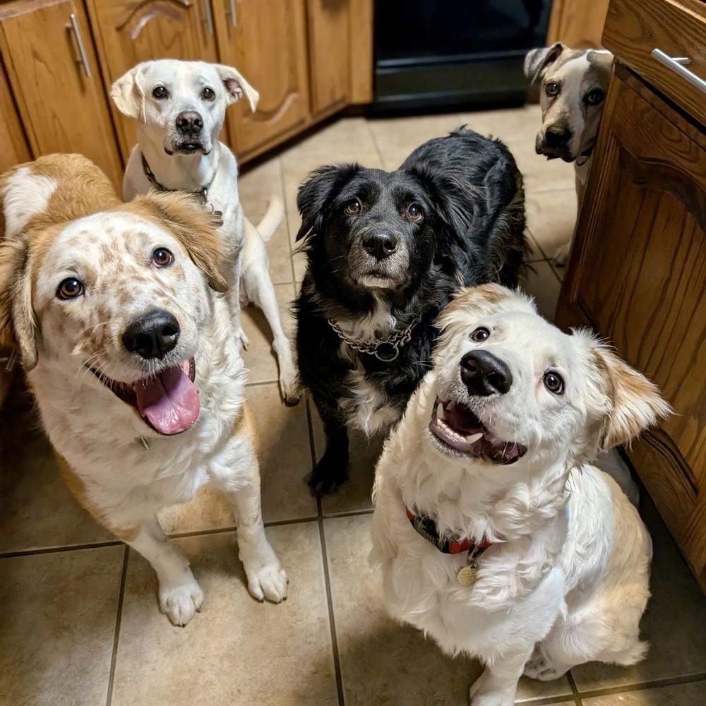 Enlarge Ross, a Adoptable mixed breed in Richardson, TX image 3/6