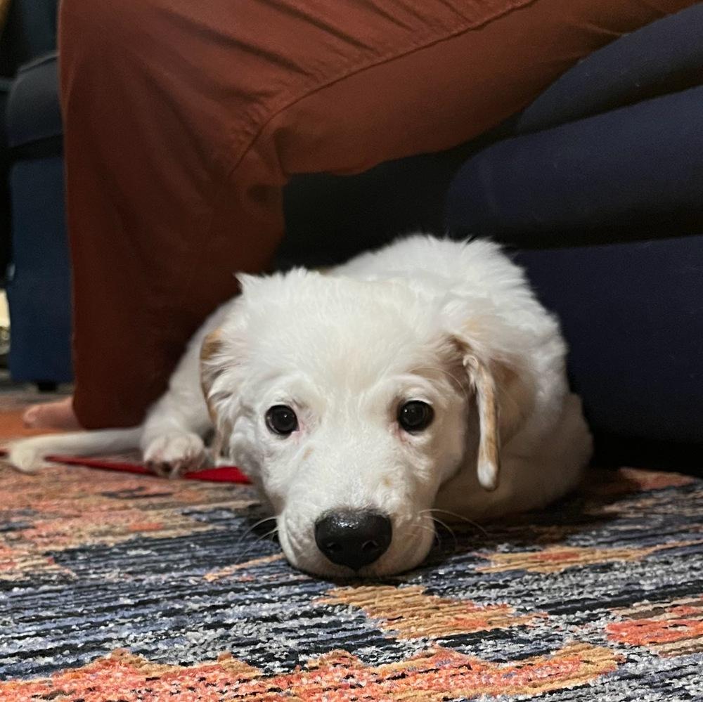 Ross, a Adoptable mixed breed in Richardson, TX image 4/6