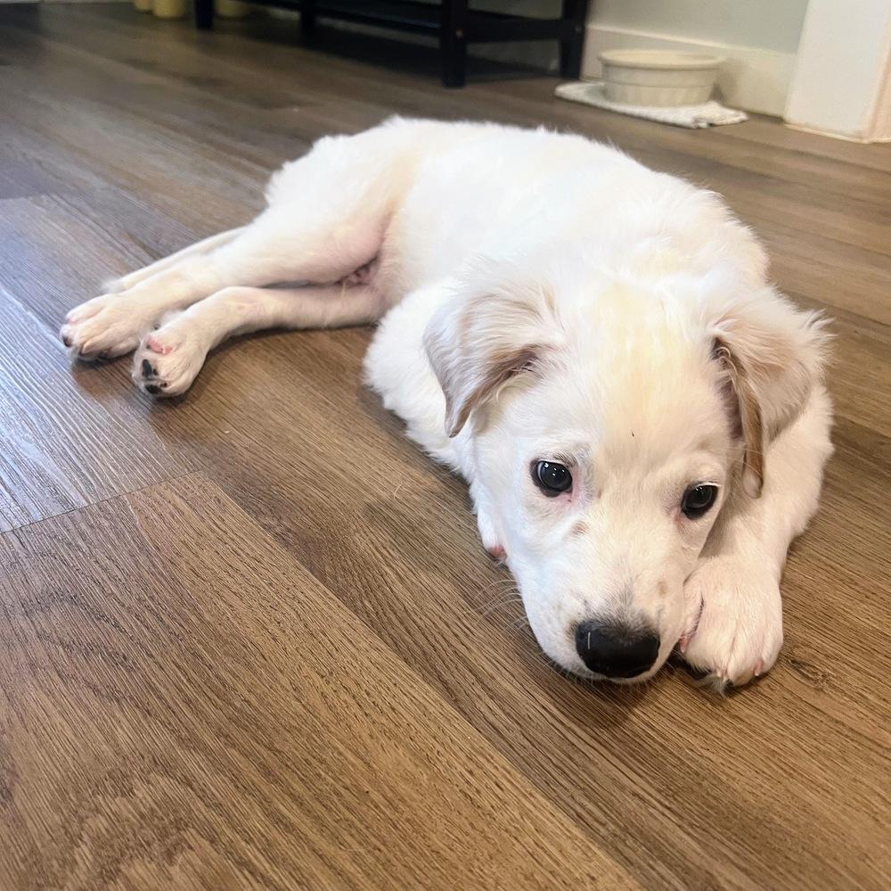 Ross, a Adoptable mixed breed in Richardson, TX image 5/6