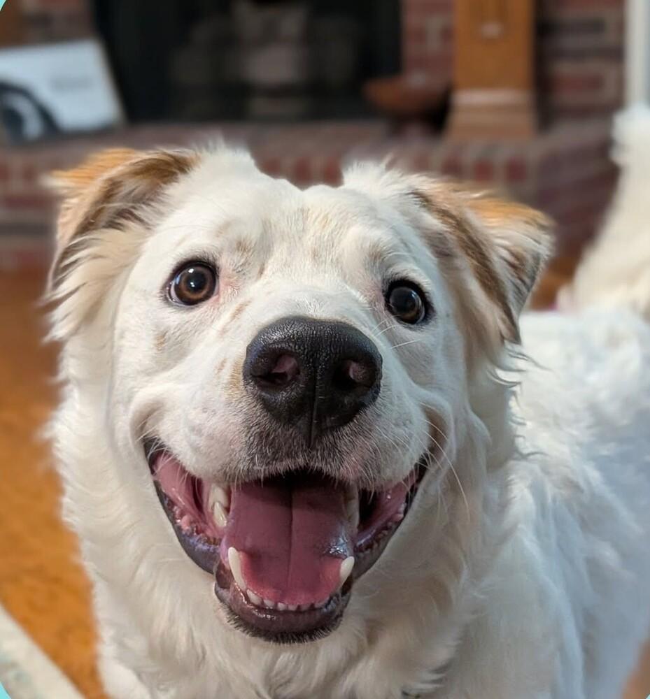 Ross, a Adoptable mixed breed in Richardson, TX image 5/6