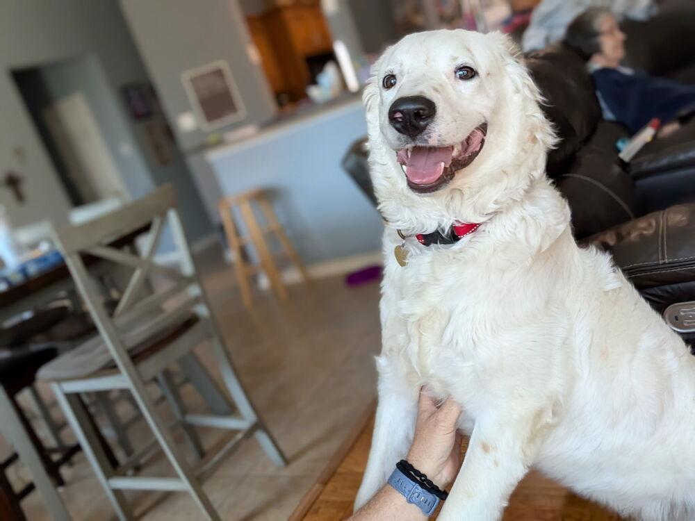 Enlarge Ross, a Adoptable mixed breed in Richardson, TX image 6/6