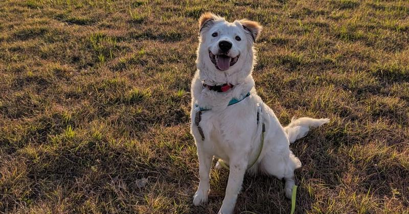 Enlarge Ross, a Adoptable mixed breed in Richardson, TX image 4/6