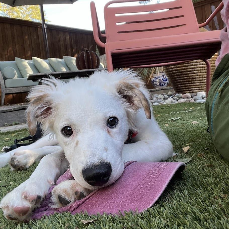 Ross, a Adoptable mixed breed in Richardson, TX image 3/5