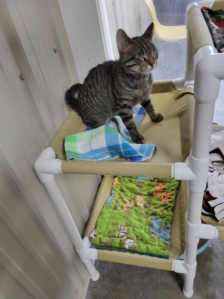 Enlarge Lincoln, a Adopted mixed breed in Medford, WI image 1/2