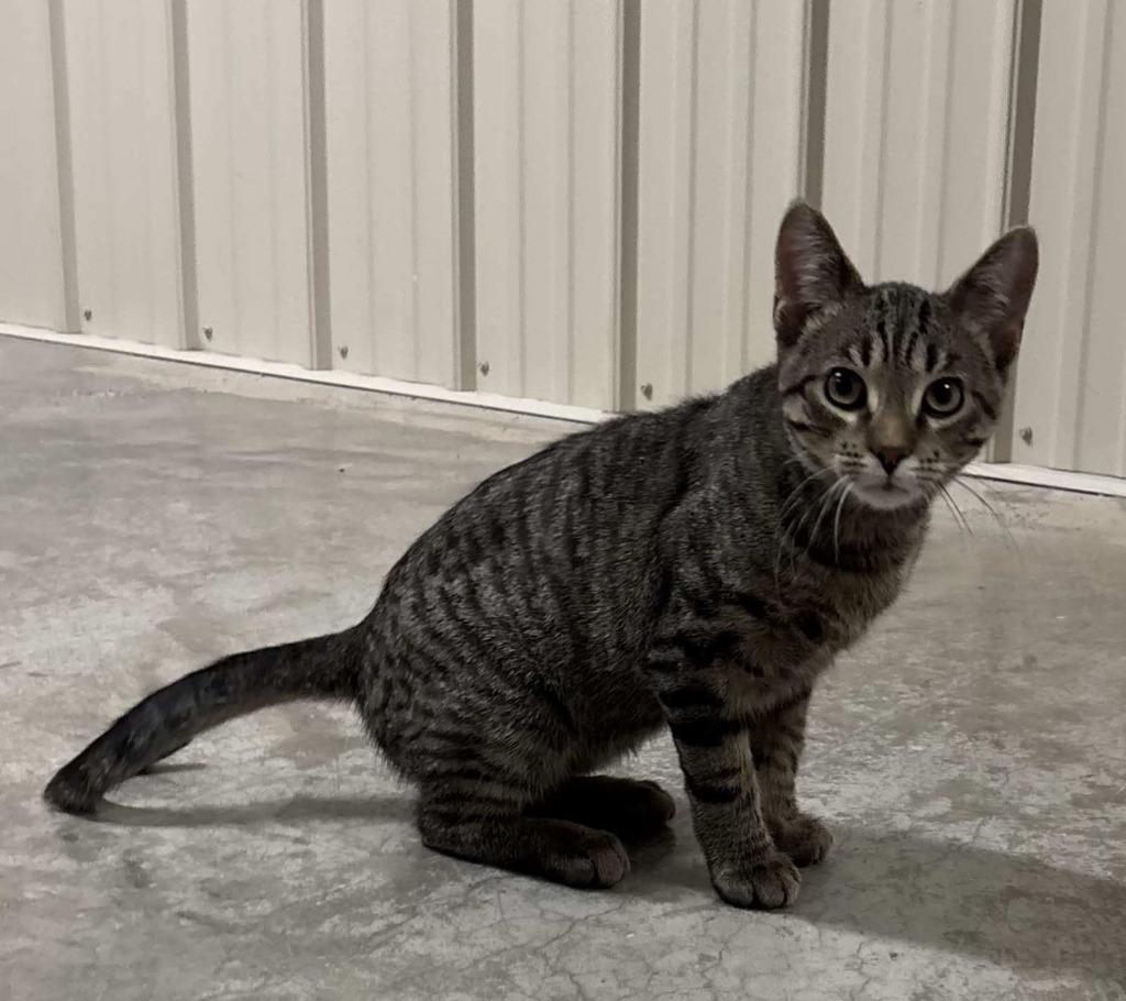 Enlarge Lincoln, a Adopted mixed breed in Medford, WI image 2/2