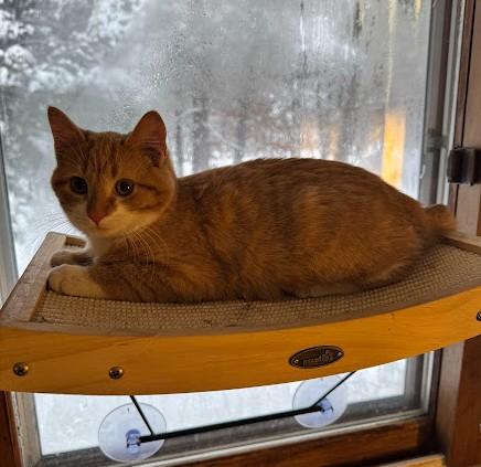 Enlarge Sugar Plum, a Adoptable Domestic Short Hair in Andover, MN image 4/6