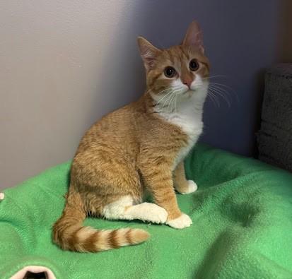 Enlarge Sugar Plum, a Adoptable Domestic Short Hair in Andover, MN image 2/6