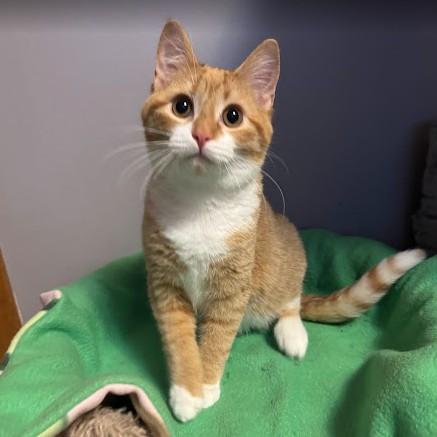 Enlarge Sugar Plum, a Adoptable Domestic Short Hair in Andover, MN image 3/6