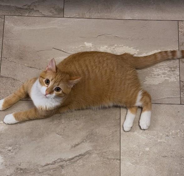 Sugar Plum, an adoptable Domestic Short Hair in Andover, MN image 1/6