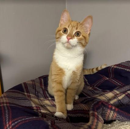 Sugar Plum, Adoptable, Kitten Male Domestic Short Hair.