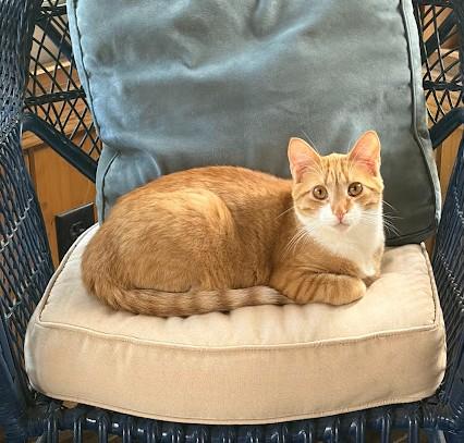 Sugar Plum, adoptable, Kitten Male Domestic Short Hair.