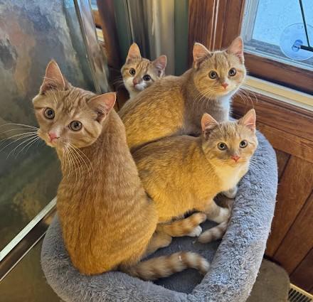 Enlarge Sugar Plum, a Adoptable Domestic Short Hair in Andover, MN image 6/6