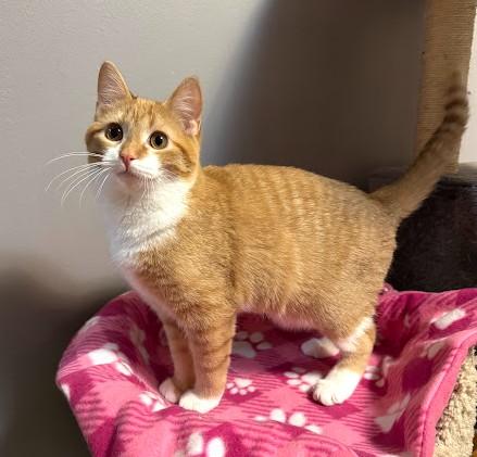 Sugar Plum, an adoptable Domestic Short Hair in Andover, MN image 2/6