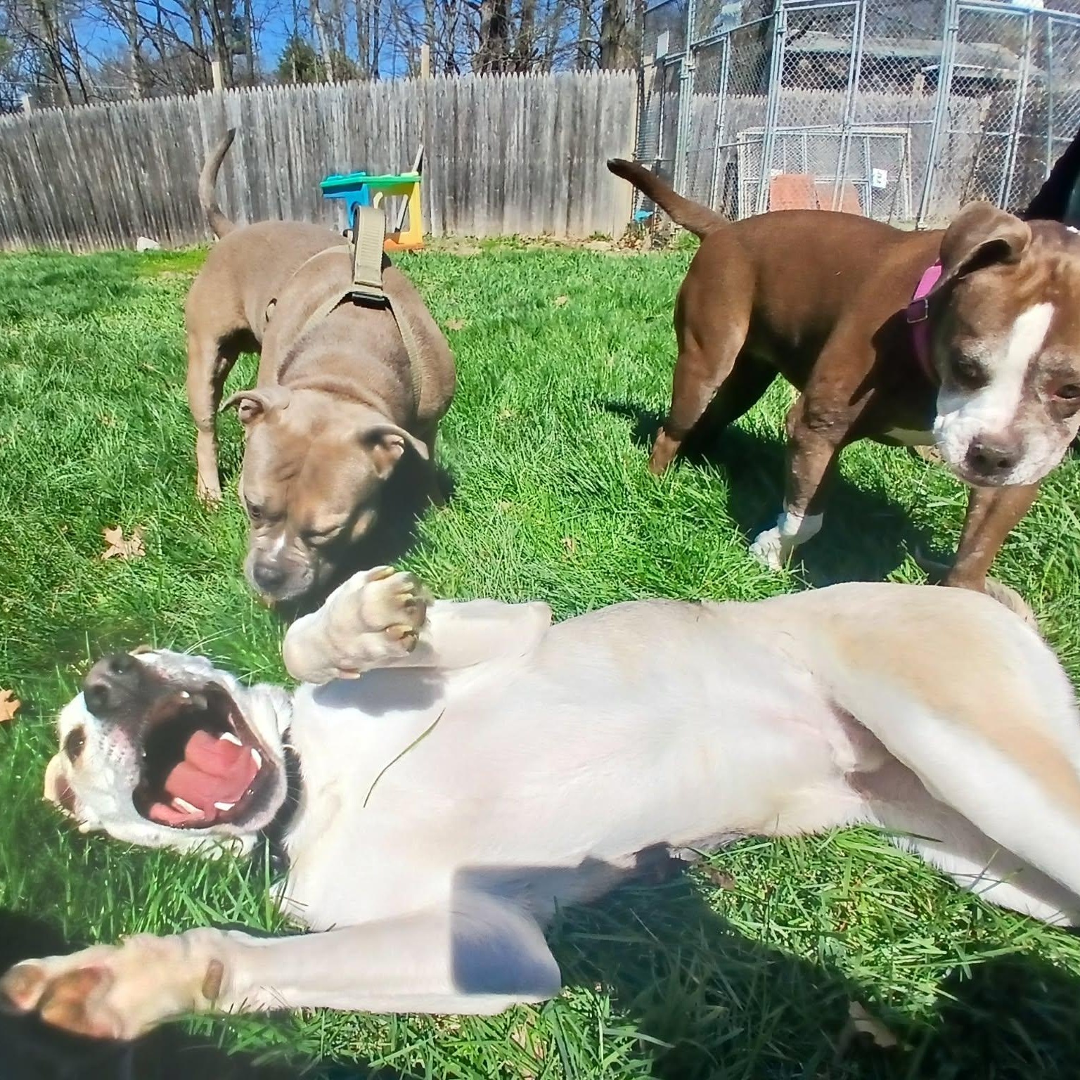 Enlarge Prawn , a ADOPTABLE mixed breed in Saugerties, NY image 1/6