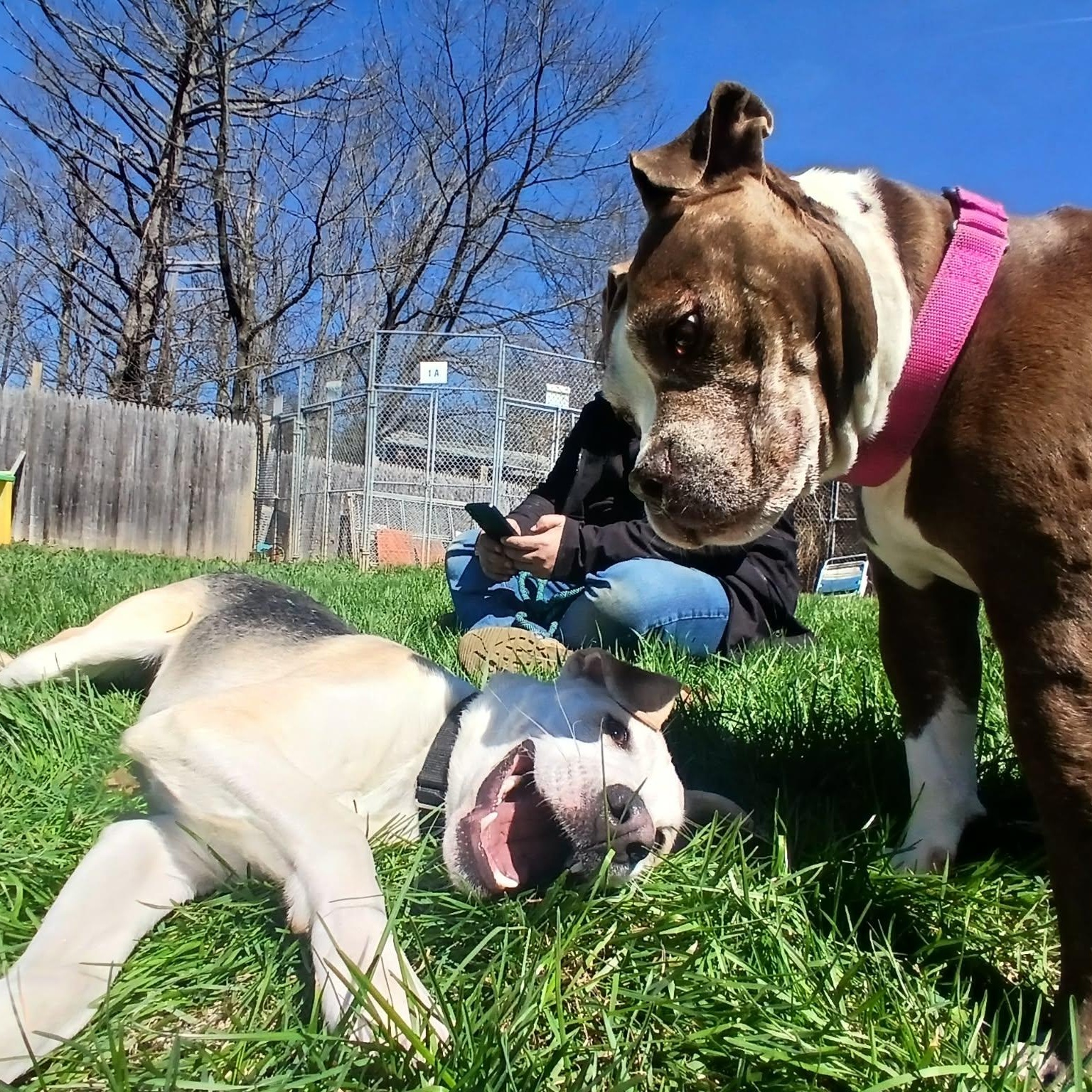 Enlarge Prawn , a ADOPTABLE mixed breed in Saugerties, NY image 5/6