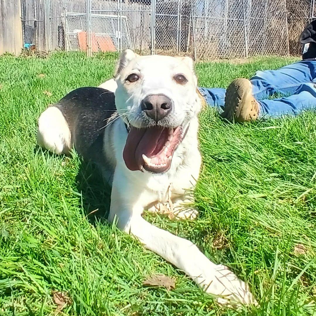 Prawn , ADOPTABLE, Young Male Mixed Breed.