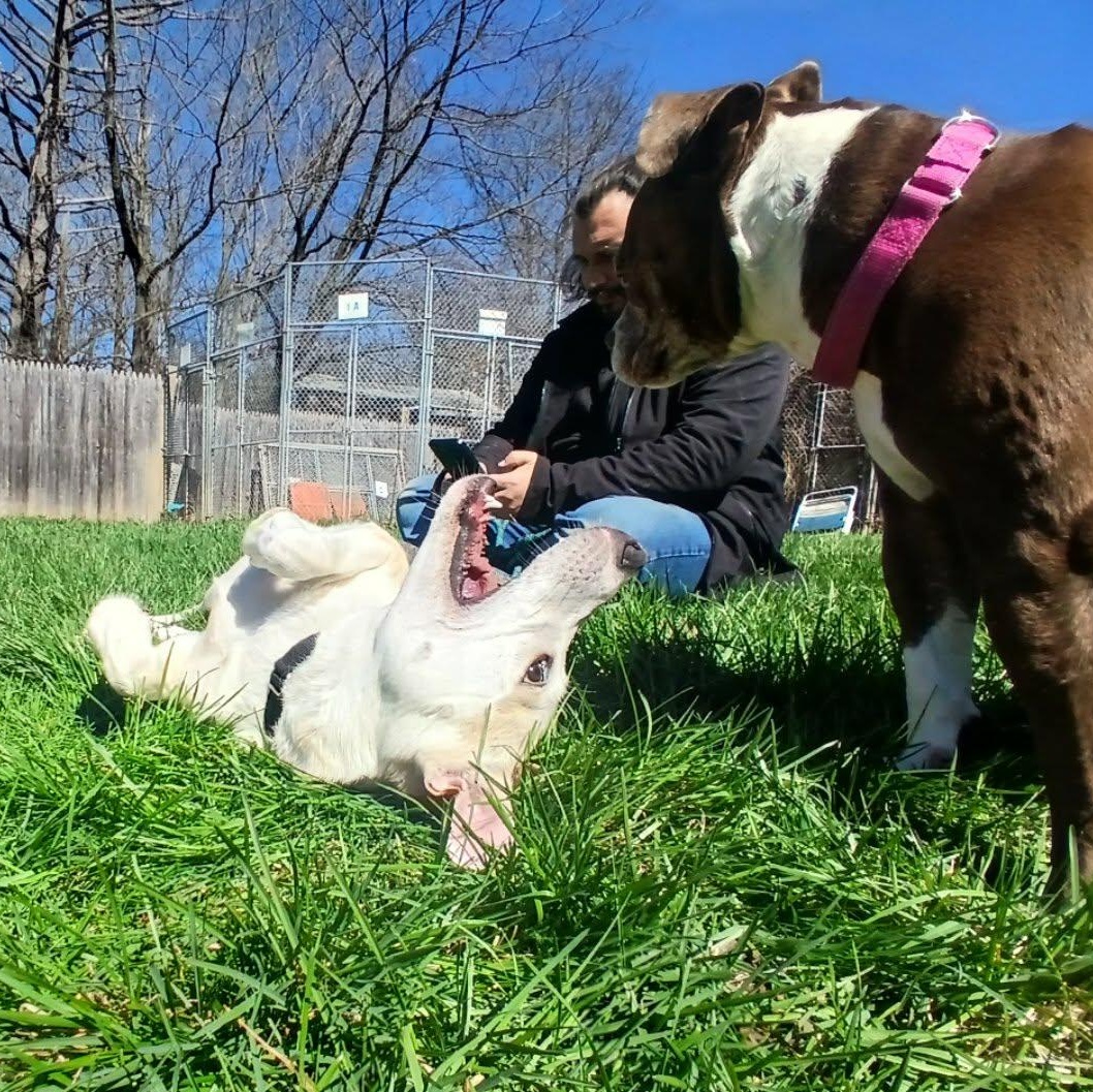 Enlarge Prawn , a ADOPTABLE mixed breed in Saugerties, NY image 3/6