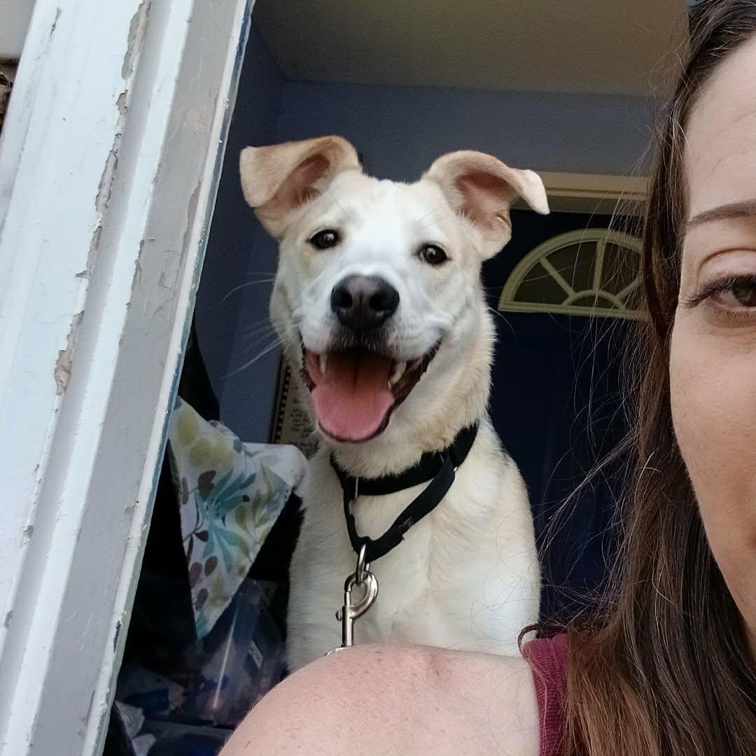 Enlarge Prawn , a ADOPTABLE mixed breed in Saugerties, NY image 6/6