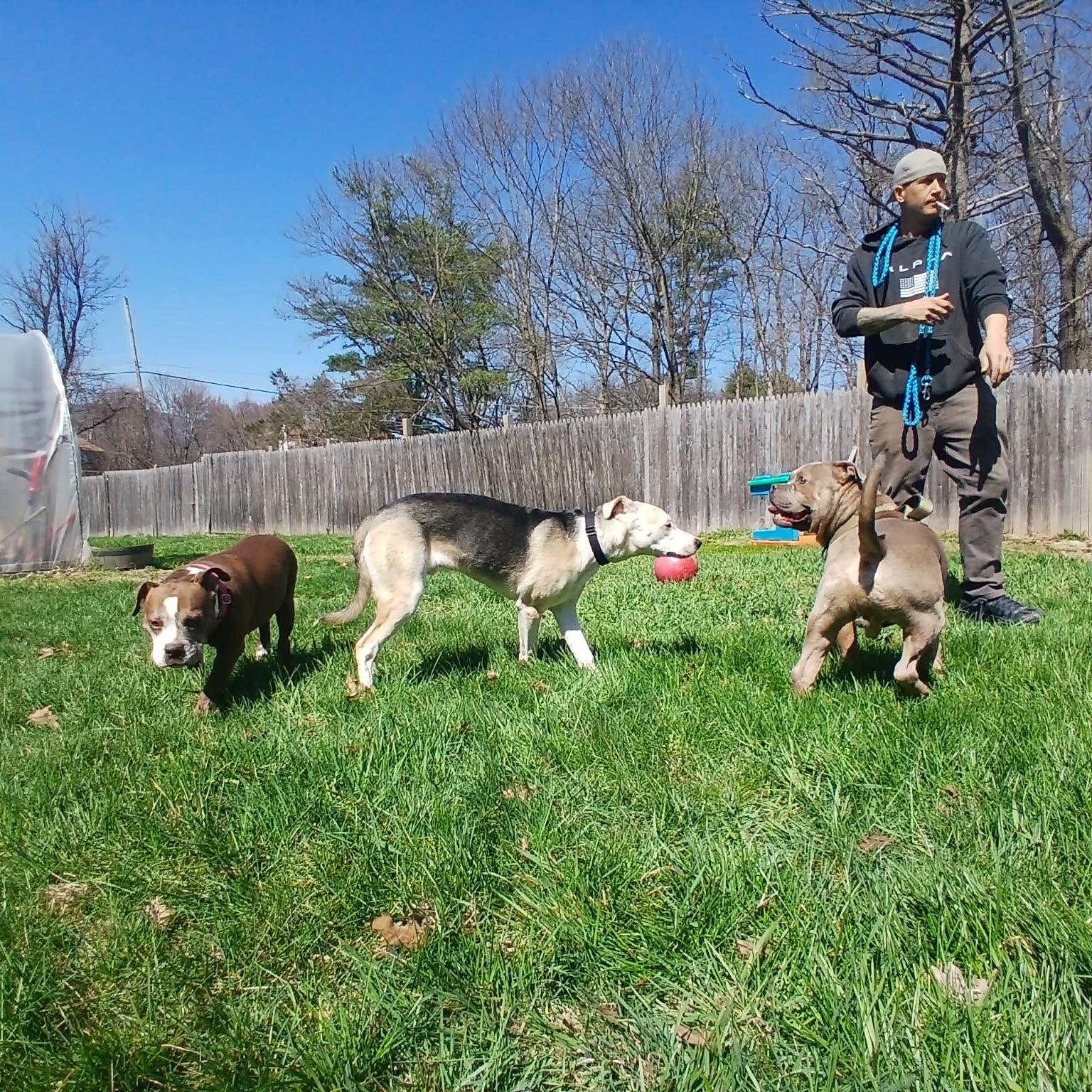 Enlarge Prawn , a ADOPTABLE mixed breed in Saugerties, NY image 4/6