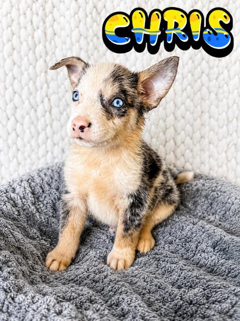 Enlarge Chris, an adopted mixed breed in Comfort, TX image 1/1