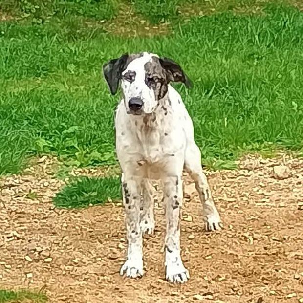 CT Athena, Adoptable, Young Female Catahoula Leopard Dog & Mixed Breed.