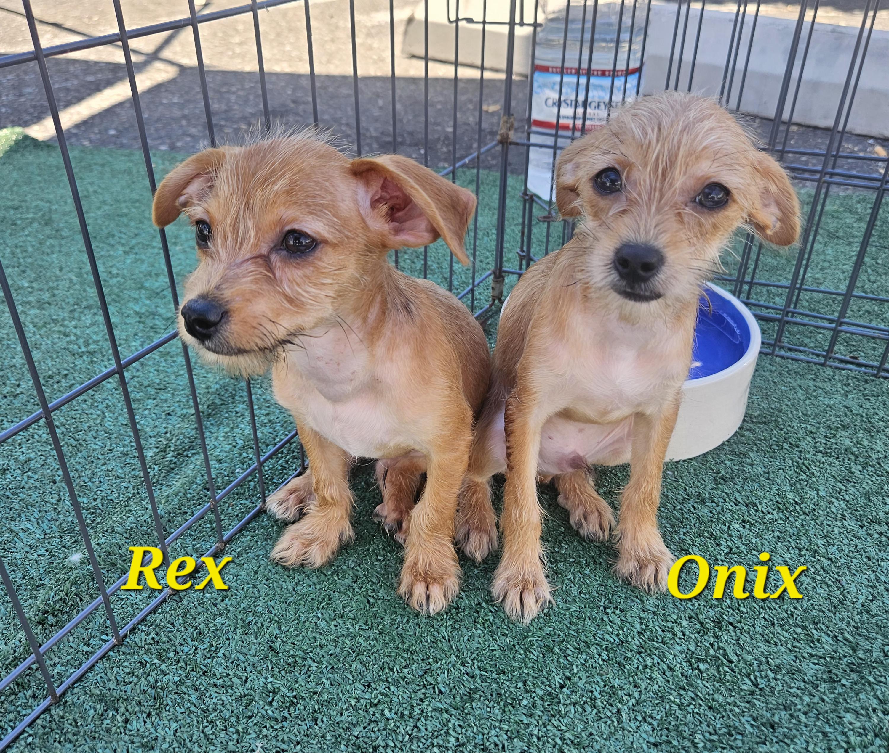Rex thumbnail 4