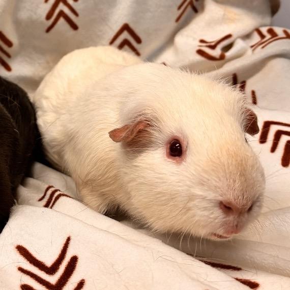 Queen Potato, a Adoptable Guinea Pig in Quakertown, PA image 1/2