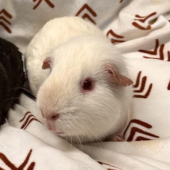 Queen Potato, a Adoptable Guinea Pig in Quakertown, PA image 2/2