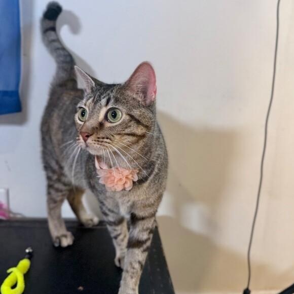 Megan the Leash Walking Cat — thumbnail 2