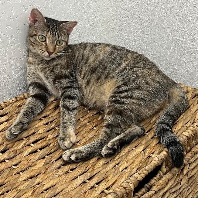 Megan the Leash Walking Cat — thumbnail 4