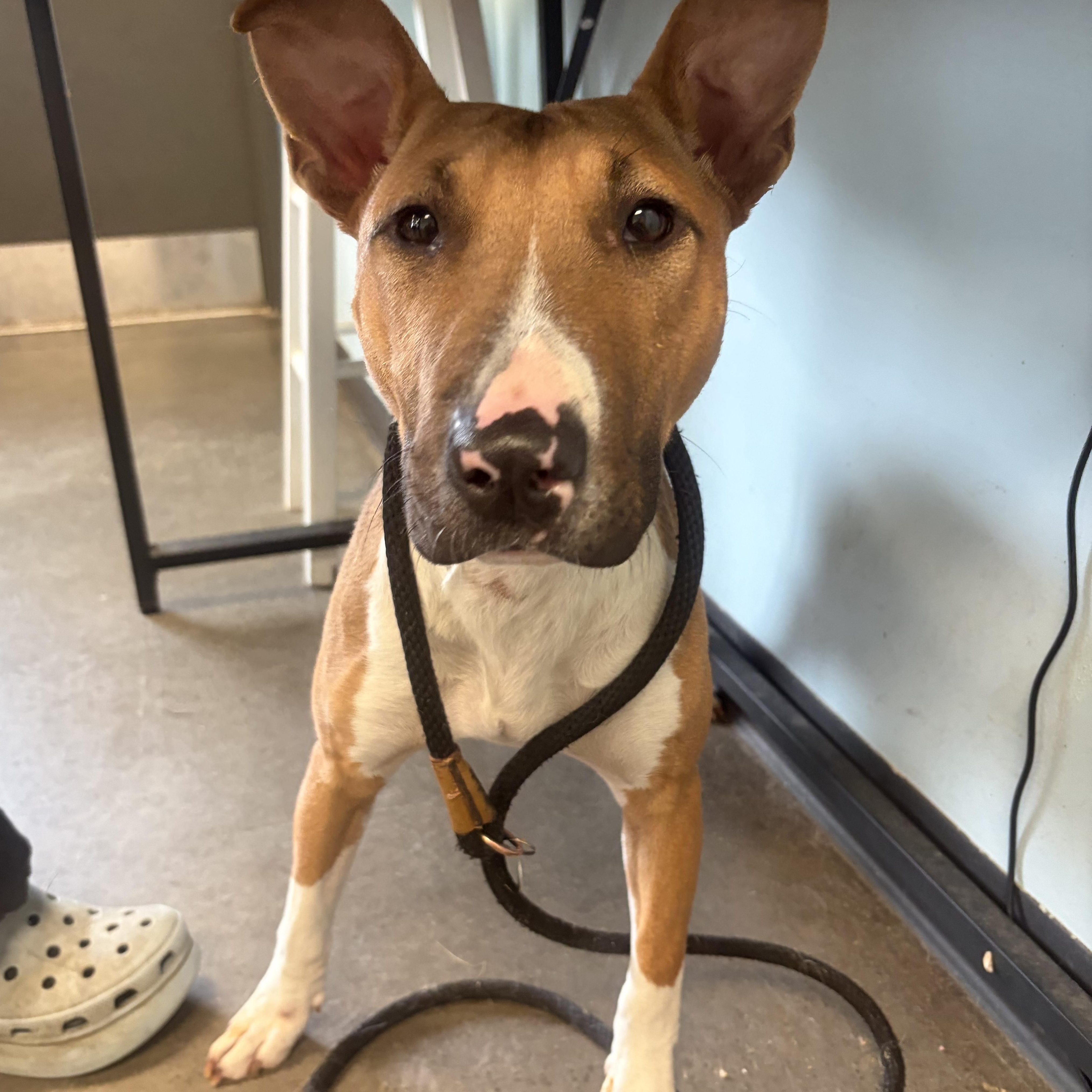 Yellow, ADOPTABLE, Young Female Bull Terrier.