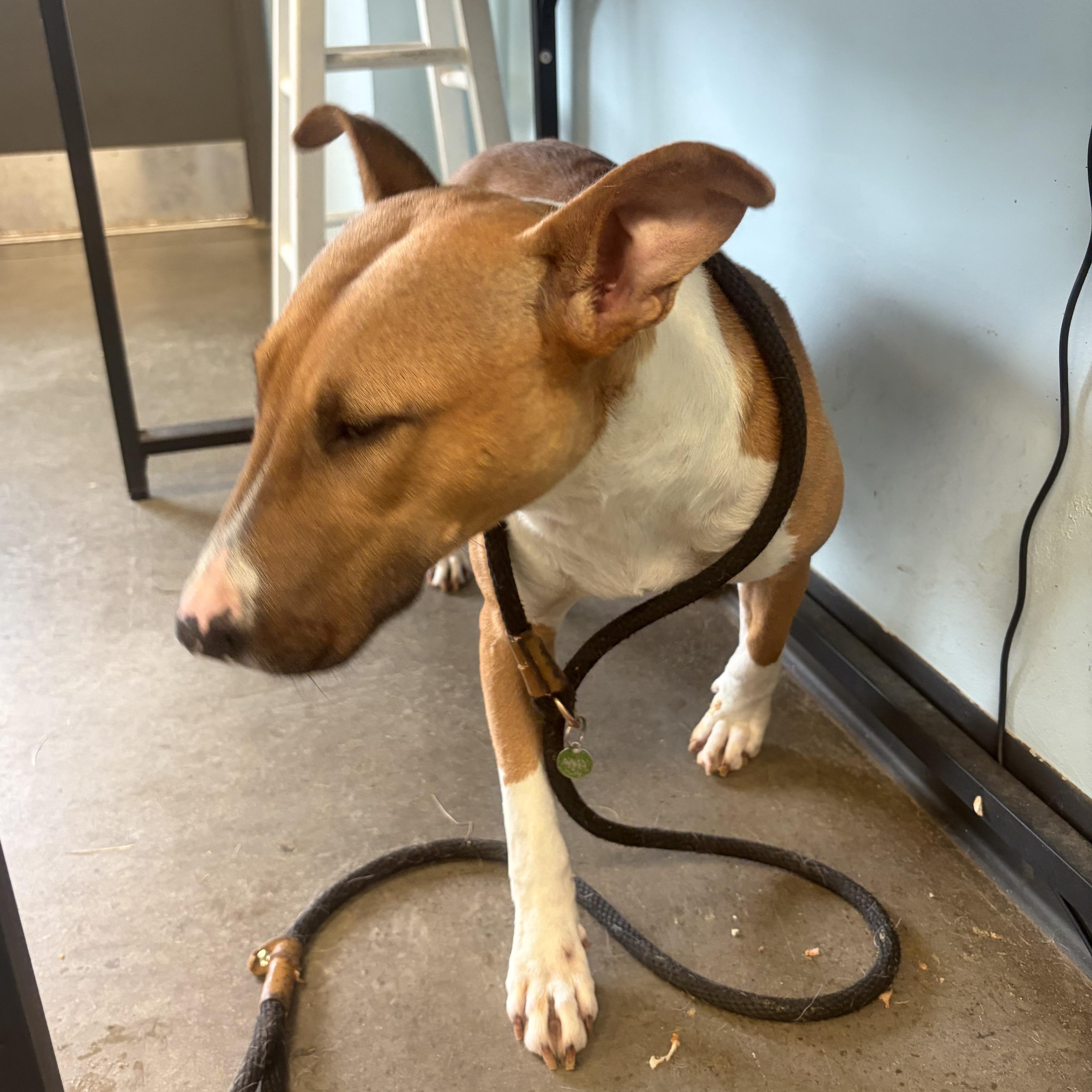 Enlarge Yellow, a ADOPTABLE mixed breed in Mishawaka, IN image 3/4