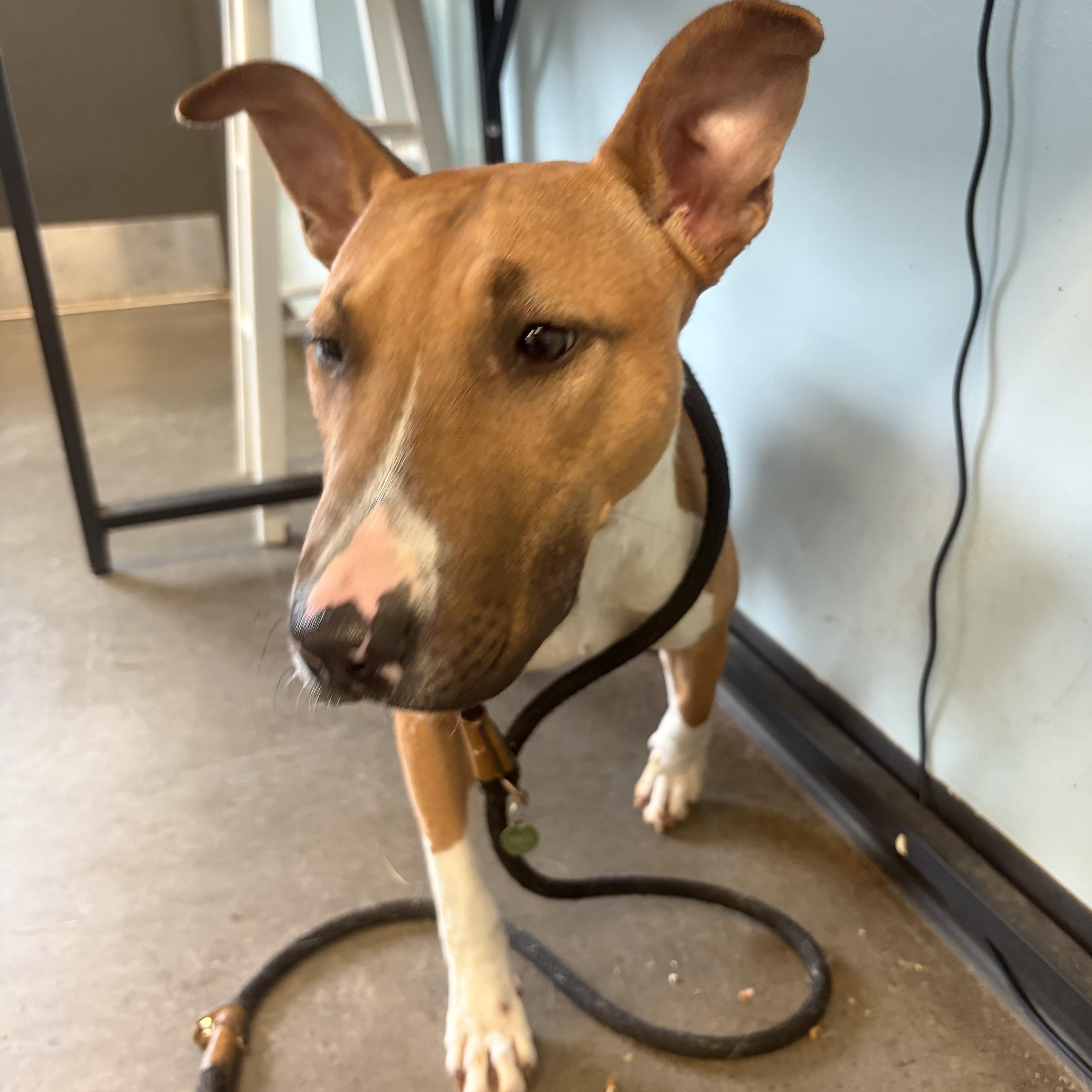 Enlarge Yellow, a ADOPTABLE mixed breed in Mishawaka, IN image 2/4