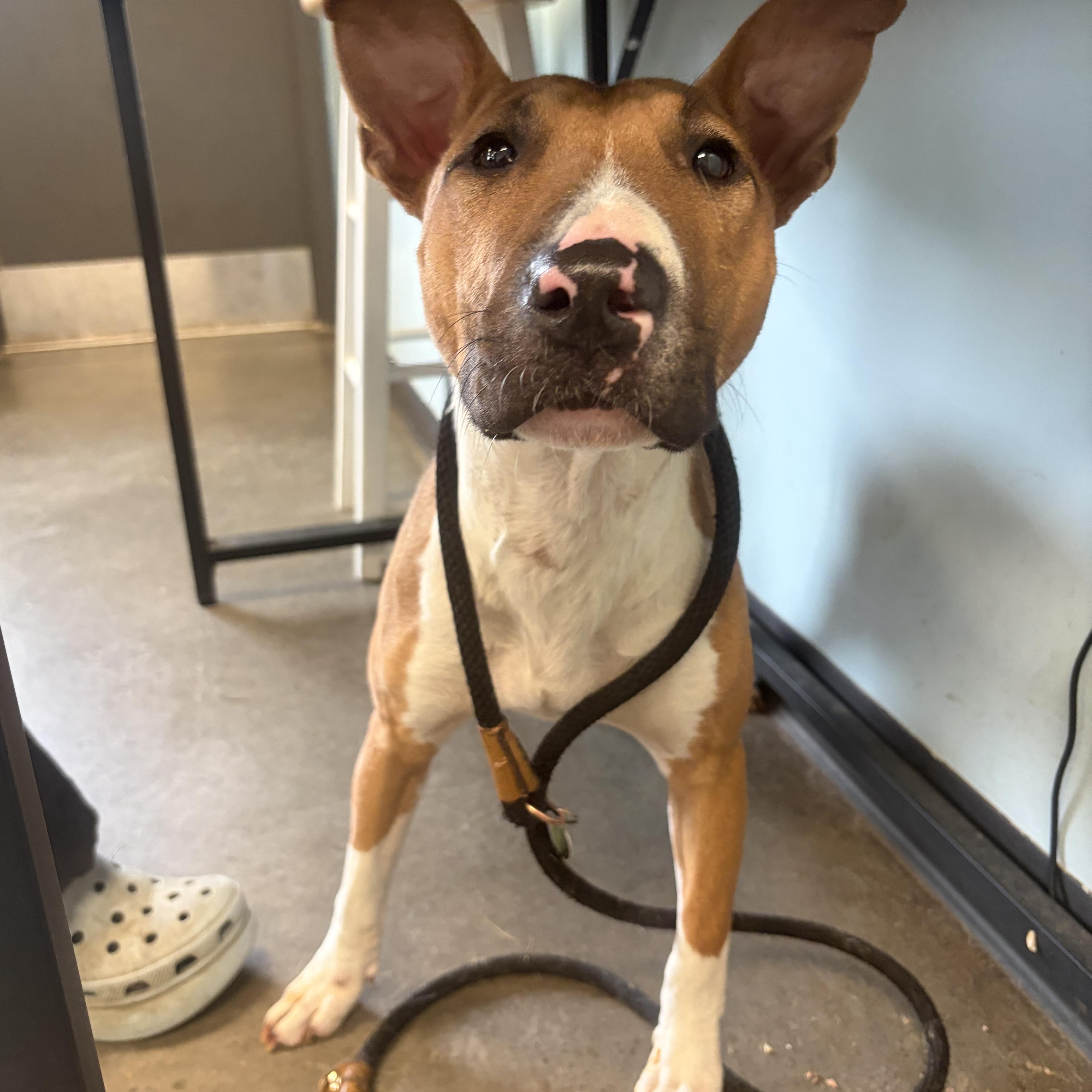 Enlarge Yellow, a ADOPTABLE mixed breed in Mishawaka, IN image 4/4