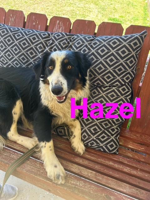 Hazel Talent — thumbnail 4