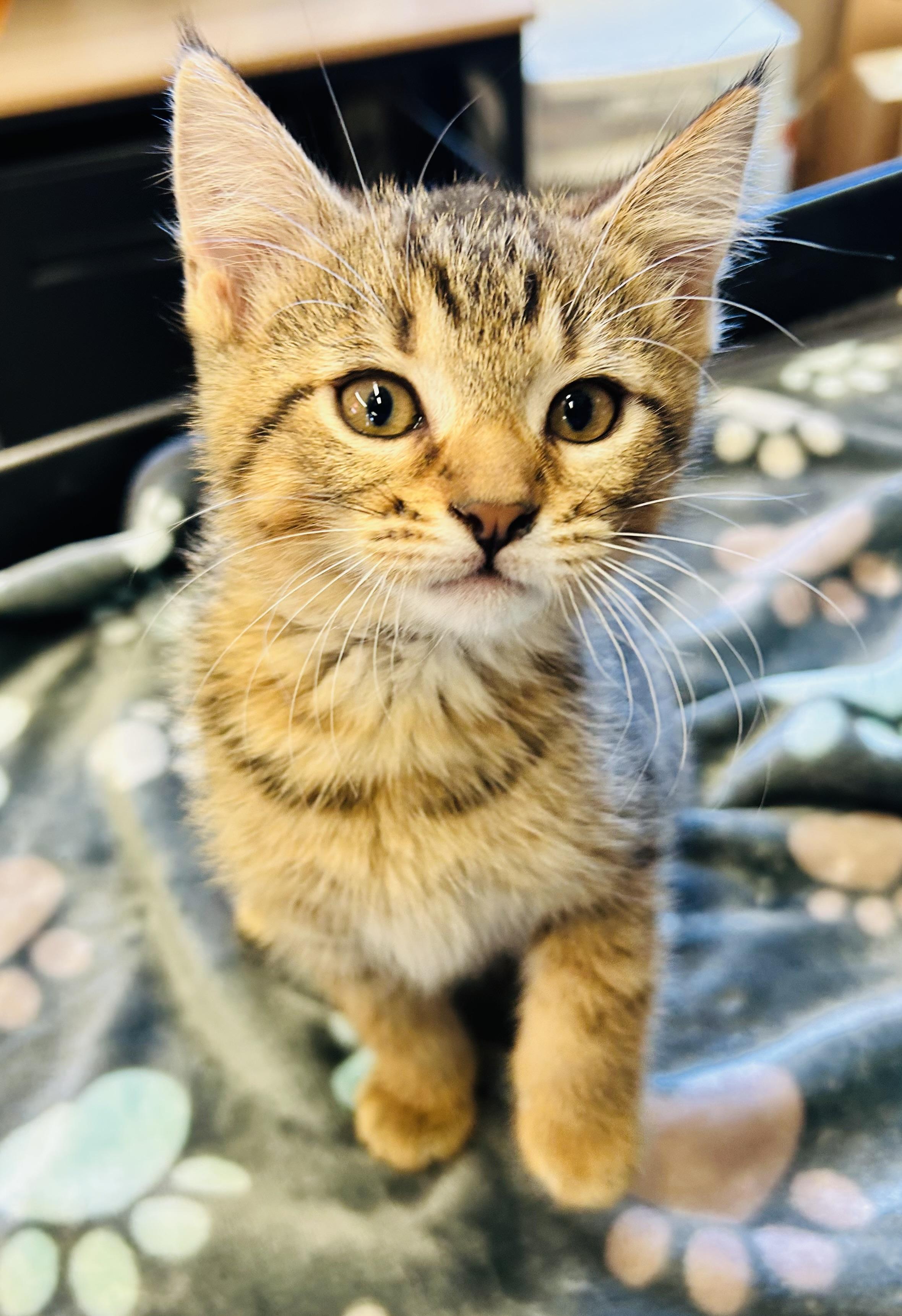 Enlarge Clove, an adopted Domestic Short Hair in Cibolo, TX image 1/1