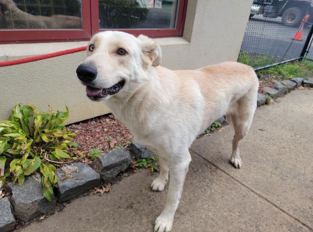 Arvin , Adopted, Adult Male Retriever & Husky.