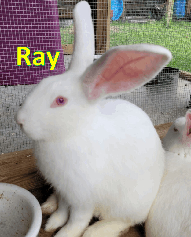 Enlarge Ray, a Adoptable mixed breed in Myakka City, FL image 3/3