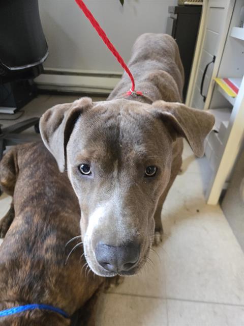 ENOKI, Adoptable, Young Male Mastiff & Mixed Breed.