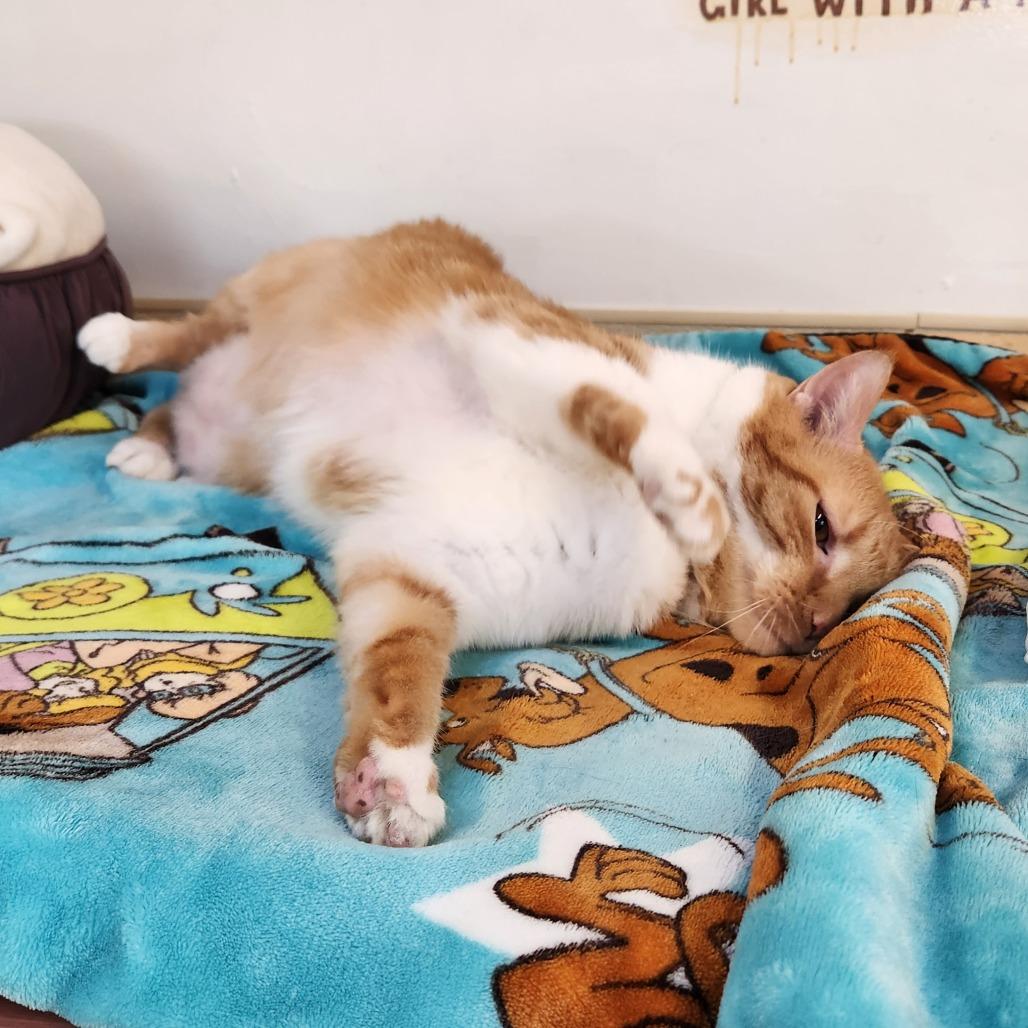 Fanta, Adoptable, Adult Female Domestic Short Hair.