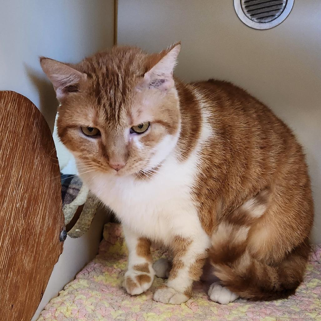 Enlarge Fanta, a Adoptable Domestic Short Hair in Delaware, OH image 2/6