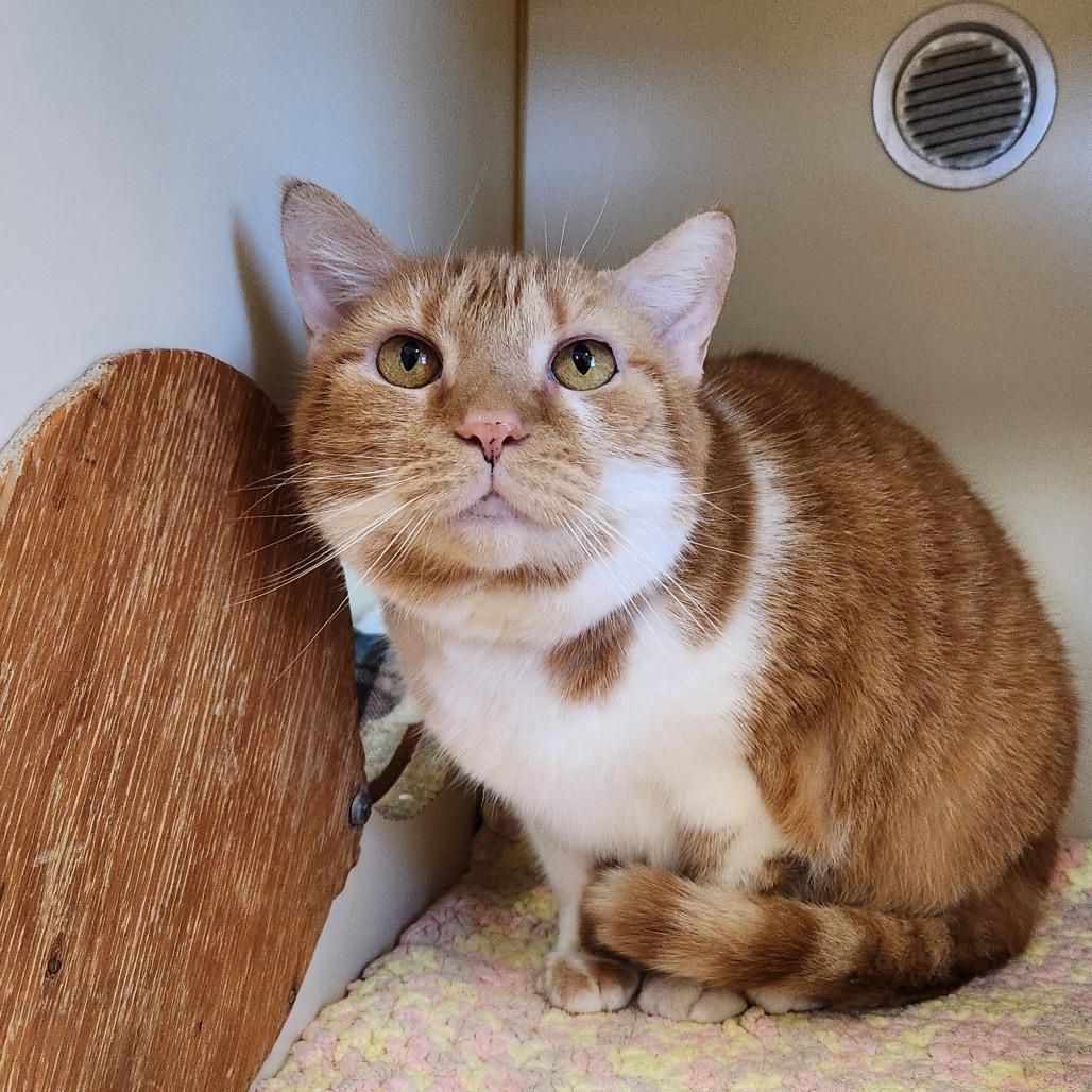 Enlarge Fanta, a Adoptable Domestic Short Hair in Delaware, OH image 3/6