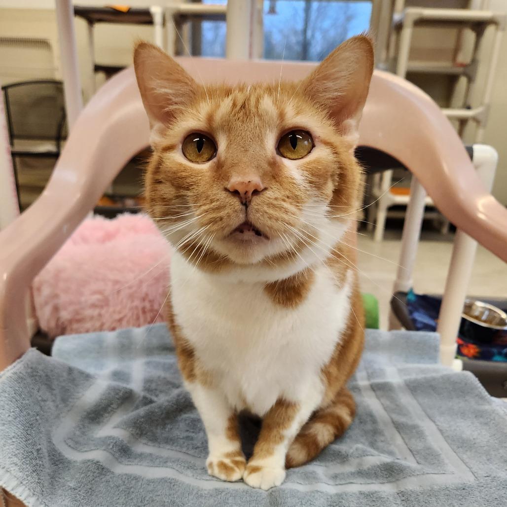 Enlarge Fanta, a Adoptable Domestic Short Hair in Delaware, OH image 4/6