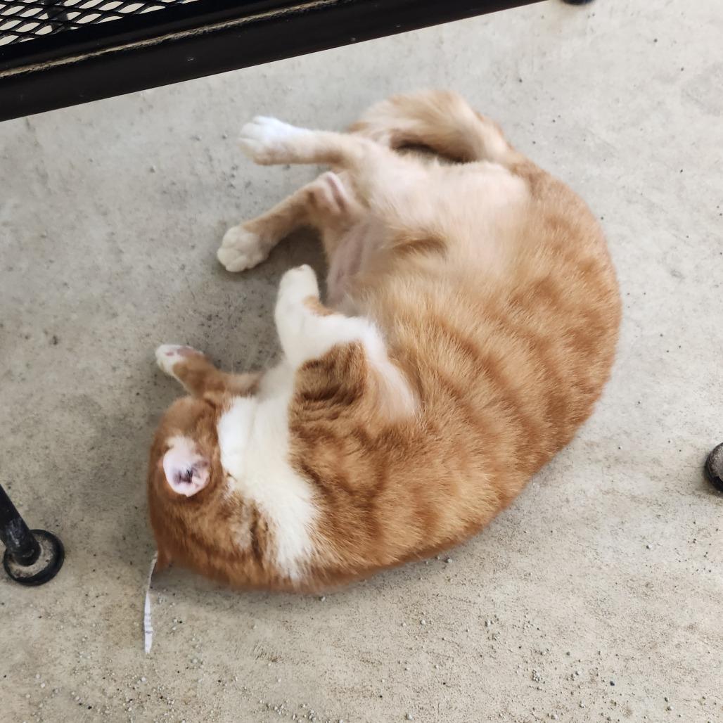 Enlarge Fanta, a Adoptable Domestic Short Hair in Delaware, OH image 5/6